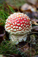 Fly agaric (Amaníta) is a genus of mycorrhizal lamellar fungi of the Amanitaceae family.