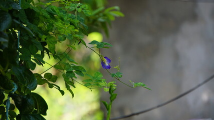 Natural Bokeh