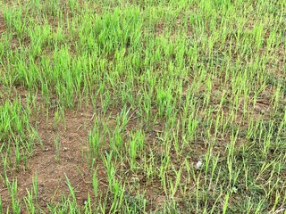 Green grass grown in the agricultural fields