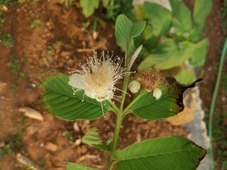 guava fruit flowers