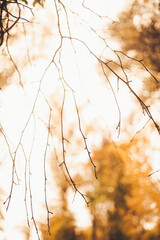 Beautiful autumn landscape with colorful leaves on trees. Natural autumn background. Orange bare branches on a blurry pleasant beige background. red autumn forest in sunny morning