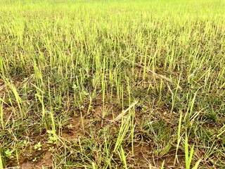 Green grass grown in the agricultural fields