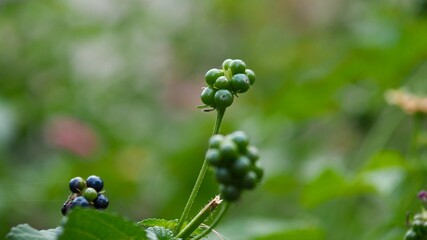野草　花　実