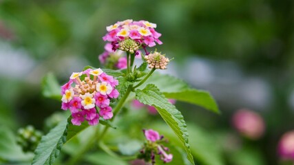 野草　花　実