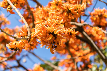 Blooming red coral tree