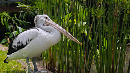 Flocks of large Australian pelicans in the water fishing in their usual habitat