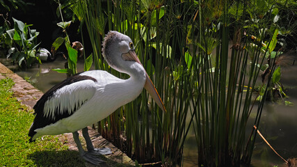 Flocks of large Australian pelicans in the water fishing in their usual habitat
