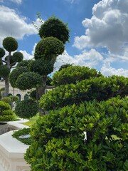 Obraz premium garden topiary in Bangkok park