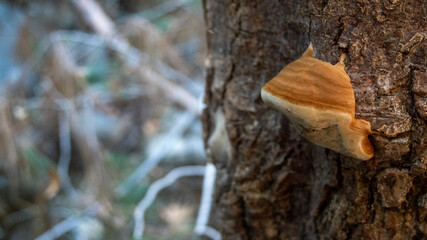 Fototapeta premium Mushroom on a tree by river bank