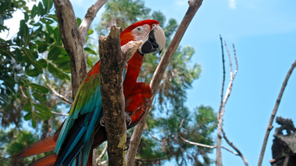 Parrot ara with red and green feathers in the usual habitat with green grass and sprawl sits on a wooden branch