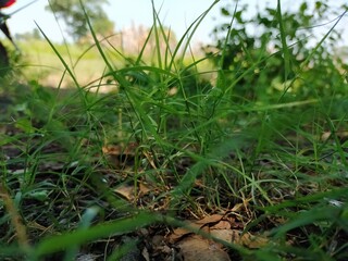 grass in the field