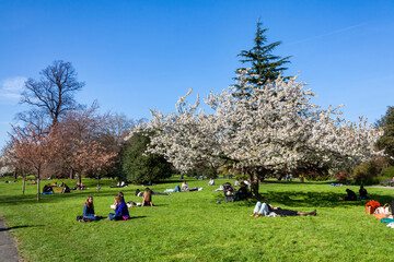 Regents Park with a spring prunus white cherry blossom tree in full flower with a blue springtime sky which is a popular public open space travel destination tourist attraction landmark