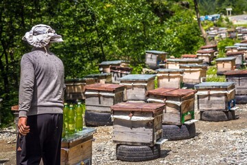 USHGULI, GEORGIA- 3 JUNE 2017. A male beekeeper standing backwards in the apiary in the garden. Rows of wooden bee houses on old tires in sunny summer day, Svanetia region, Georgia.