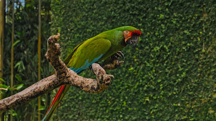 Parrot green ara with green feathers in the usual habitat with green grass