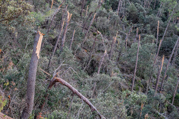 forest felled by a gale, Banyalbufar, mallorca, spain