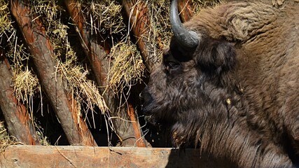 Head of mature European Bison, latin name Bison Bonasus, feeding with hay from wooden feeder. 