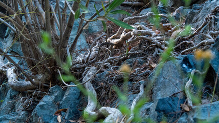 Tree roots growing over river bank rocks