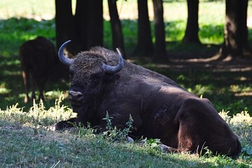 Mature European Bison, latin name Bison Bonasus, also known as Wisent or Zubor, liyng on grass in front of tree lane, looking forward. 