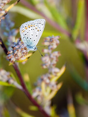 A small butterfly on a warm summer day