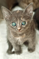 The gray striped kitten is waiting for his new master to be taken from the animal shelter. Cat is resting in a cage.