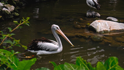 Flocks of large Australian pelicans in the water fishing in their usual habitat