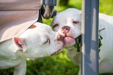 Two American Bully puppies dogs are playing