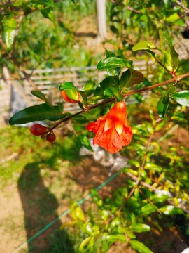 pomegranate flower photo