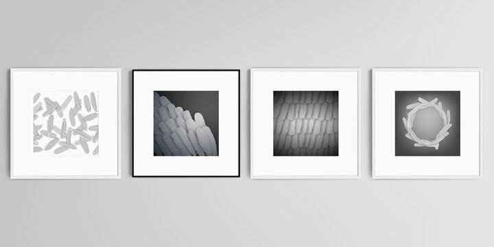 Realistic vector set of square picture frames isolated on gray background. Feathers, birds plumage in abstract style. Graphic pattern. Vector illustration design.