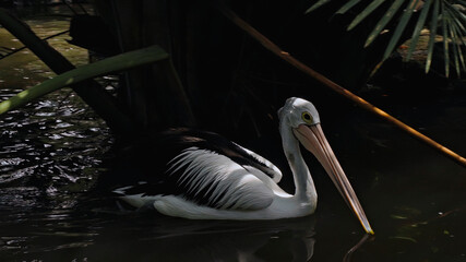 Flocks of large Australian pelicans in the water fishing in their usual habitat