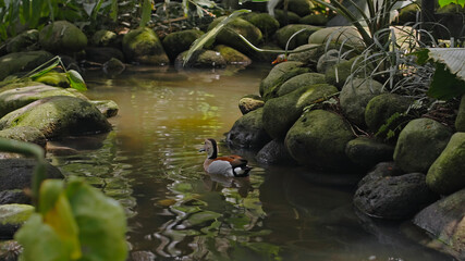 Flocks of large Australian pelicans in the water fishing in their usual habitat