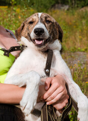 mongrel dog in the hands of a person, a pet