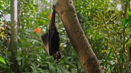 A black flying fox hangs upside down holding on to a tree in its usual habitat