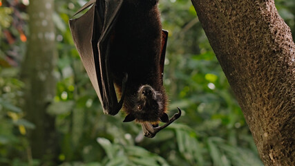 Fototapeta premium A black flying fox hangs upside down holding on to a tree in its usual habitat