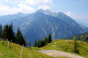 Blick von einer Bergwiese auf grasende Rinder mit Berg im Hintergrund