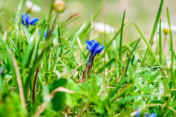 Gentiana Verna, Blauer Enzian mit unscharfem Hintergrund