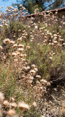 Closeup of dry flowers and grass