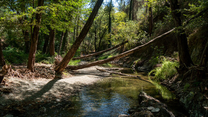 Fallen trees blocking path in the forest river bank