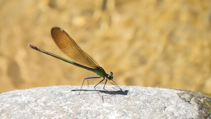 Obraz premium Close up of dragonfly on a rock in a river stream