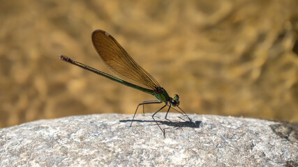 Close up of dragonfly on a rock in a river stream