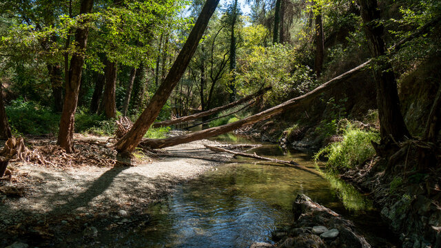 Fallen Trees Blocking Path In The Forest River Bank