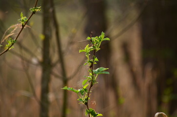 leaves in spring
