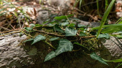 Vines growing over moss of a tree