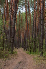 Obraz premium path in the forest