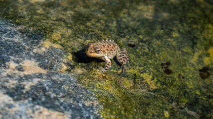 Leopard Frog on a rock in a river stream bank