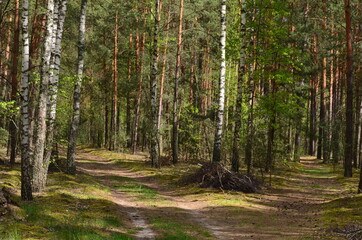 Obraz premium footpath in the woods
