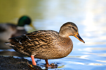 A Mallard duck enters a lake with blue water under a Sunny landscape. Birds and animals in the concept of wild nature.