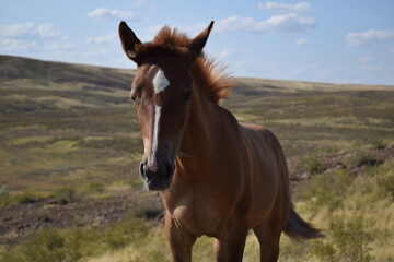 horse in the field