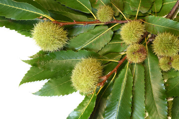 green leaves of chestnut with curls isolated on white.