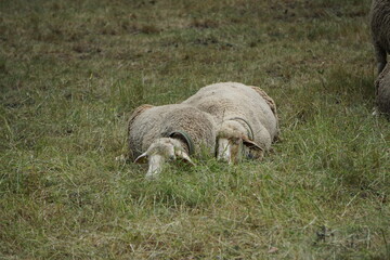 Naklejka na ściany i meble closeup of two sheeps taking a nap in the field