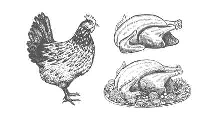 Сhicken for Christmas menu. Sketch illustration.  © Tatiana